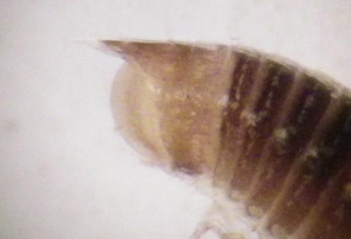 Réf. 273 258 : Leptoiulus kervillei